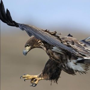 Meet your Posher, Dylan